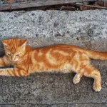 Ilustrasi - kucing liar di jalan.