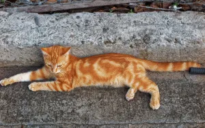 Ilustrasi - kucing liar di jalan.