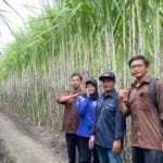 Inovasi PG Gempolkrep dalam Pengendalian Hama Tebu Ramah Lingkungan Berbasis Trichogramma