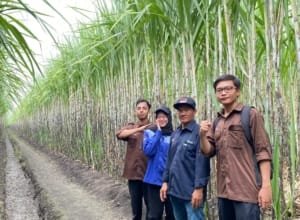 Inovasi PG Gempolkrep dalam Pengendalian Hama Tebu Ramah Lingkungan Berbasis Trichogramma
