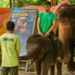 Warganet Kritik Viral Anak Gajah Ditunggangi di Kebun Binatang Surabaya, Manajemen KBS Berikan Klarifikasi