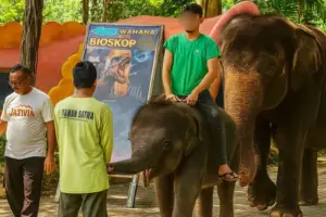 Warganet Kritik Viral Anak Gajah Ditunggangi di Kebun Binatang Surabaya, Manajemen KBS Berikan Klarifikasi
