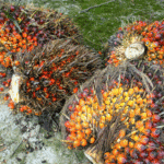Hasil panen kelapa sawit yang akan diolah menjadi minyak sawit.