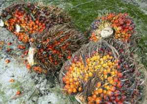 Hasil panen kelapa sawit yang akan diolah menjadi minyak sawit.